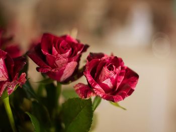 Close-up of pink rose