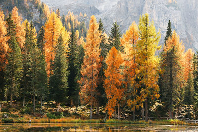 Pine trees in forest during autumn