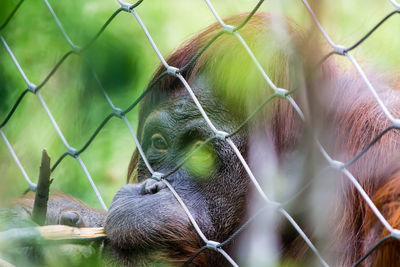 Close-up of orangutan in cage at zoo