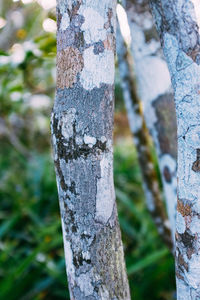 Close-up of lichen on tree trunk