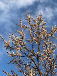 Low angle view of cherry blossoms against blue sky