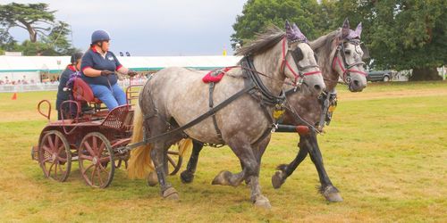Horse riding horses