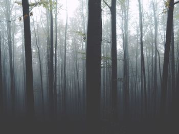 Low angle view of trees in forest
