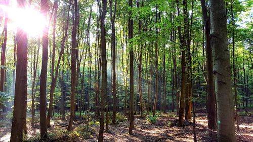 Trees in forest against sky