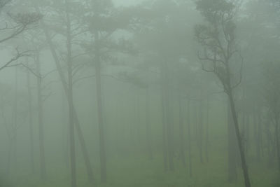 Bare trees in forest