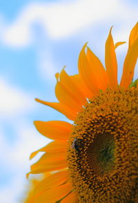 Close-up of sunflower