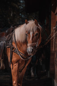 Close-up of horse