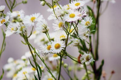 Close-up of white flowering plant