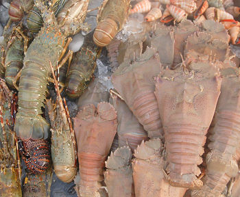 Close-up of ice for sale in market