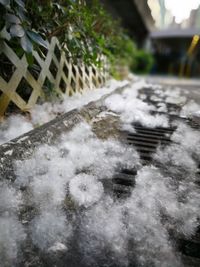 Close-up of snow on water