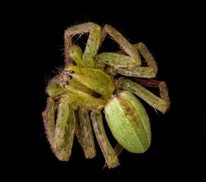 Close-up of flower over black background