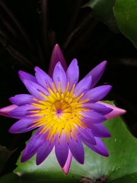 Close-up of purple flower