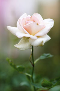 Close-up of white rose blooming outdoors