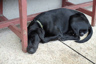 Black dog on floor