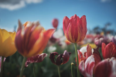 Close-up of red tulips against sky