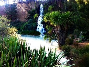 Plants growing in park