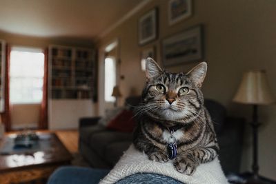 Portrait of a cat sitting at home