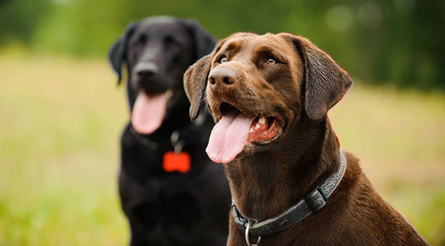 Portrait of dogs looking up