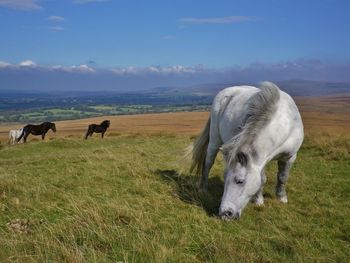 Horses grazing in a field