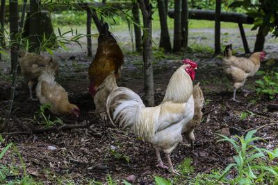 Rooster on field