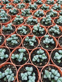 Full frame shot of succulent plants in market