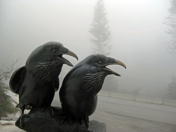 Pigeons perching on a snow