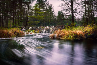 Scenic view of river flowing in forest