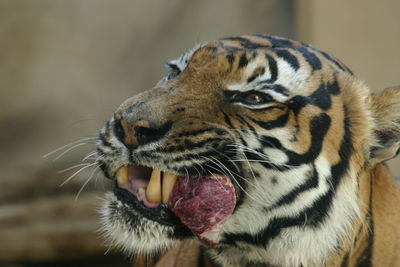 Close-up of a tiger