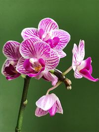 Close-up of pink flowers blooming outdoors