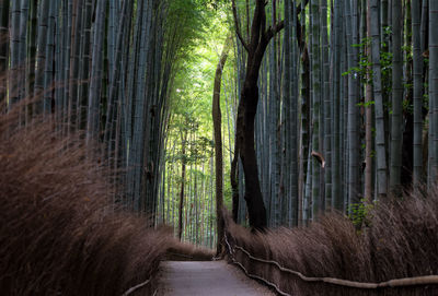 View of bamboo trees in forest, arashiyama, japan 