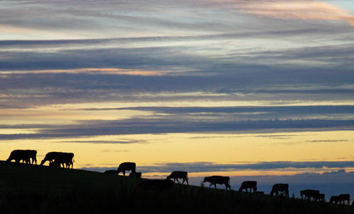 Silhouette cows grazing on landscape against sky at sunset