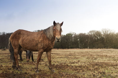 Horses standing in a field