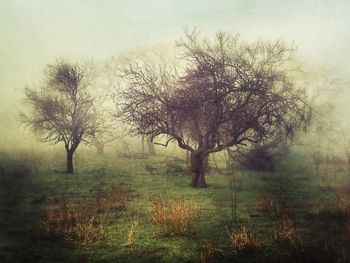 Bare trees on field in foggy weather