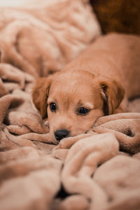 Portrait of dog lying down on bed