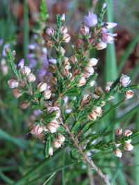 Close-up of pink flowering plant