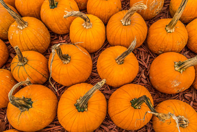 Full frame shot of pumpkins