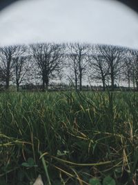 Bare trees on grassy field