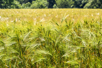 High angle view of stalks in field