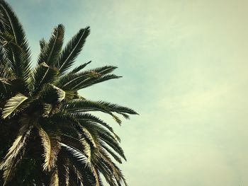 Low angle view of tree against sky