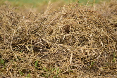 High angle view of hay bales on field