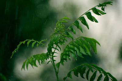 Close-up of green leaves on plant at time of rain