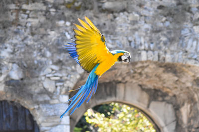 Close-up of a bird flying