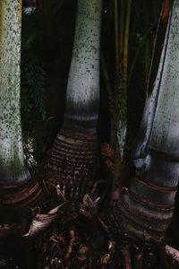 Close-up of plants