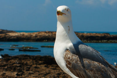 Close-up of seagull perching on shore against sea
