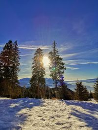 Pine trees on snow covered field against sky