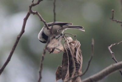 Close-up of bird on branch