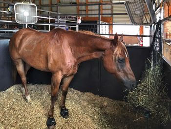 Horse in stable
