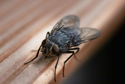 Close-up of fly on wood