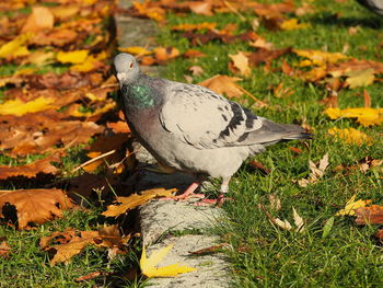 Bird perching on a field