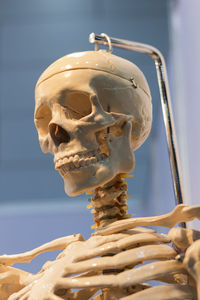 Close-up of skeleton